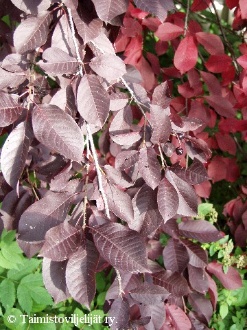 Prunus virginiana 'Schubert'
